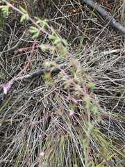 Indigofera angustifolia