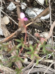 Indigofera angustifolia