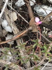 Indigofera angustifolia