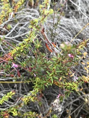 Indigofera angustifolia