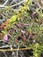 Indigofera angustifolia