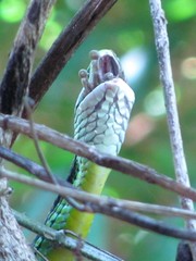 Leptophis diplotropis