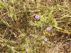 Barleria buxifolia