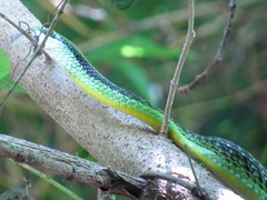 Leptophis diplotropis