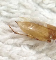 Coleoptera