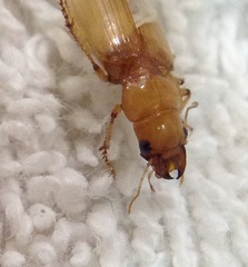 Coleoptera