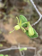Vangueria dryadum