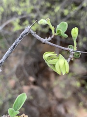Vangueria dryadum
