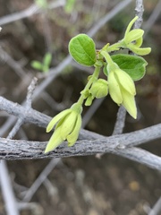 Vangueria dryadum