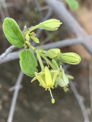 Vangueria dryadum