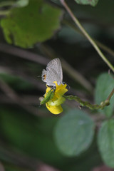 Euchrysops cnejus cnejus