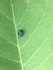 Chlamisus hieroglyphicus