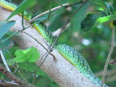 Leptophis diplotropis