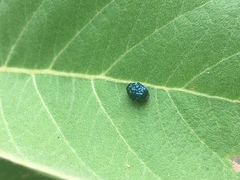 Chlamisus hieroglyphicus