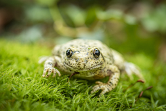 Midwife Toad photo 4