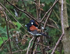 Spermestes bicolor nigriceps