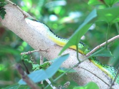 Leptophis diplotropis