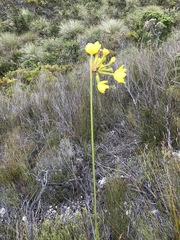 Bobartia longicyma