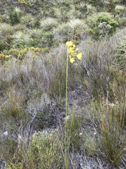 Bobartia longicyma