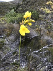 Bobartia longicyma