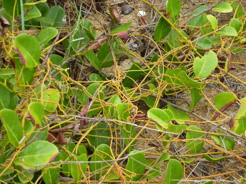 Cassytha filiformis image