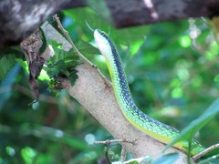 Leptophis diplotropis