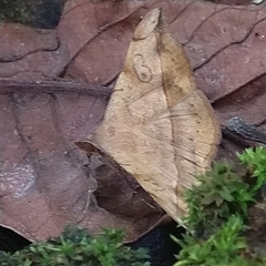 Anticarsia irrorata