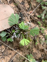 Actiniopteris radiata