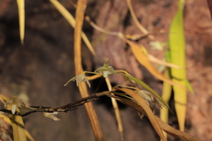 Dendrobium herbaceum