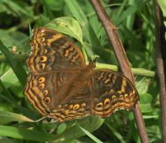 Junonia chorimene