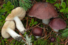 Russula cessans