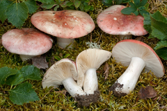 Russula exalbicans