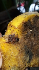 Metamasius hemipterus