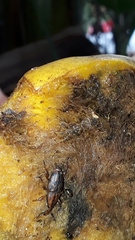 Metamasius hemipterus