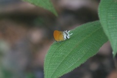 Eooxylides tharis distanti