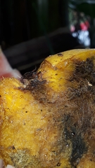 Metamasius hemipterus