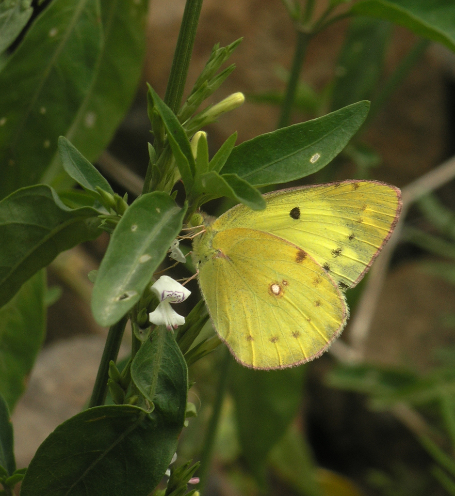 Colias marnoana