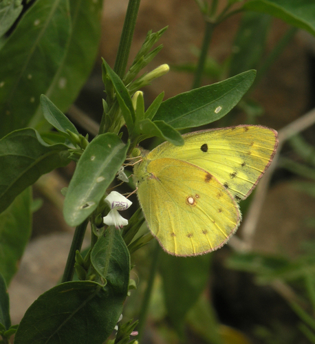Colias marnoana