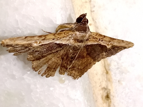 Pale-edged Selenisa