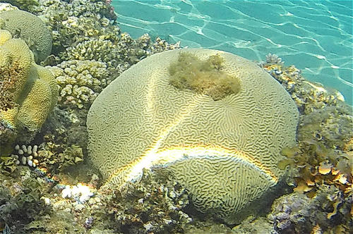 ヒラノウサンゴ