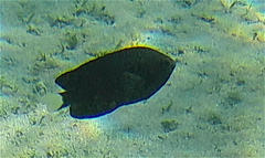 Pomacentrus trichrourus