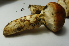 Cortinarius vulpinus