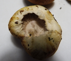 Cortinarius vulpinus