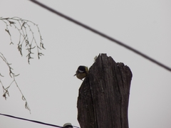 Parus major