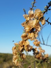 Bougainvillea spinosa