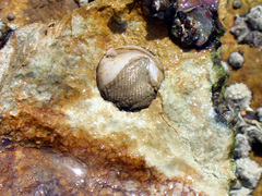 Pholadidea