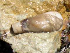 Pholadidea