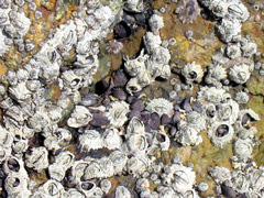 Brachidontes