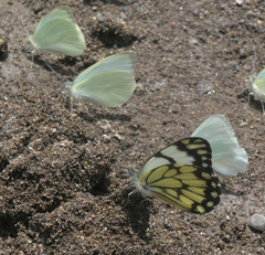 Belenois creona severina