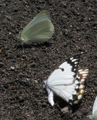 Belenois creona severina